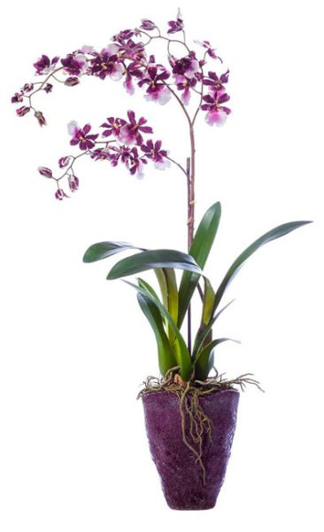 Орхидея Онцидиум бургундия 68 см в керамическом кашпо - аксессуары для  офиса в Краснодаре